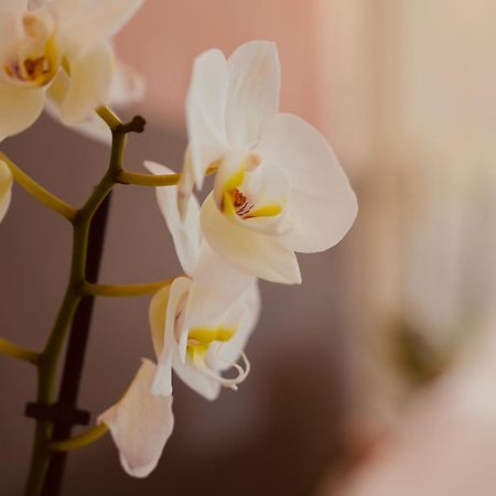 L'Amarante Chambres D'Hotes Ou Gite Citadin ธูส์ ภายนอก รูปภาพ